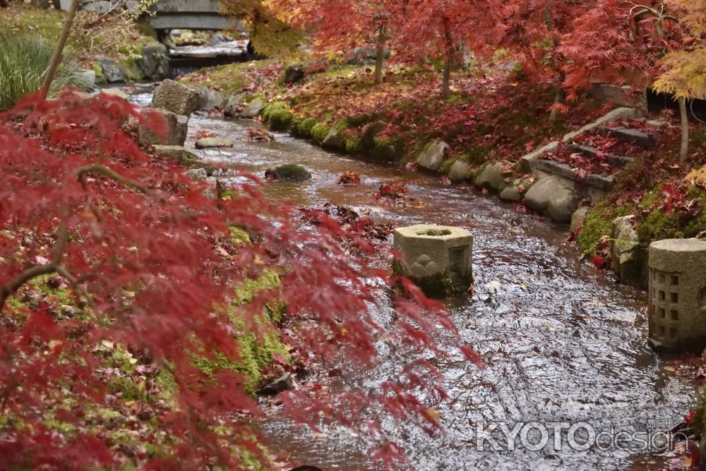 永観堂・紅葉２０１７（１０）