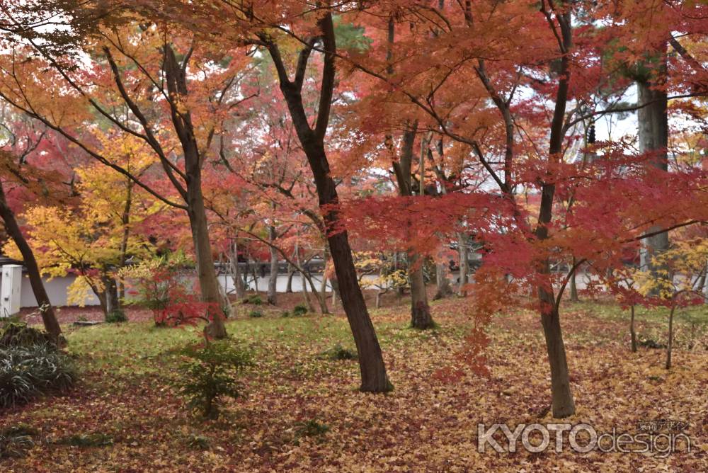 永観堂・紅葉２０１７（１１）