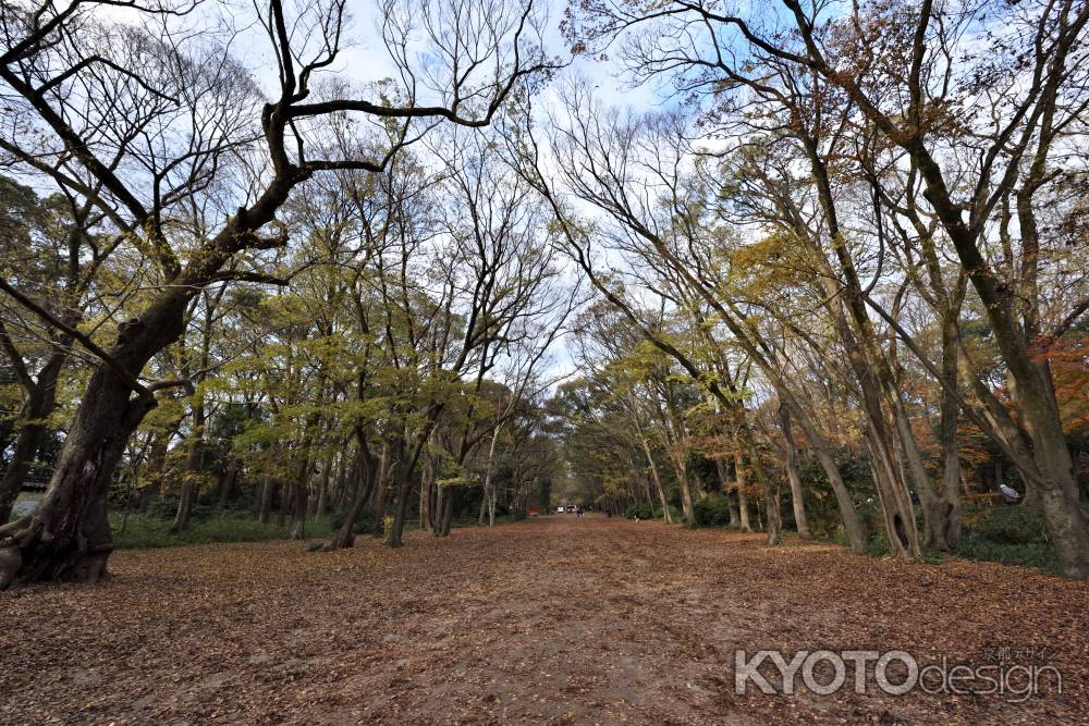 下鴨神社糺の森（２）