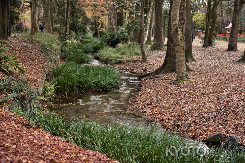 下鴨神社糺の森（３）