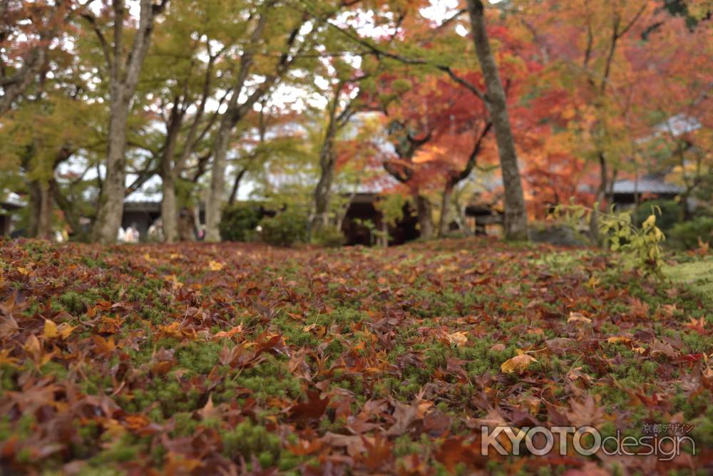 圓光寺２０１７（８）