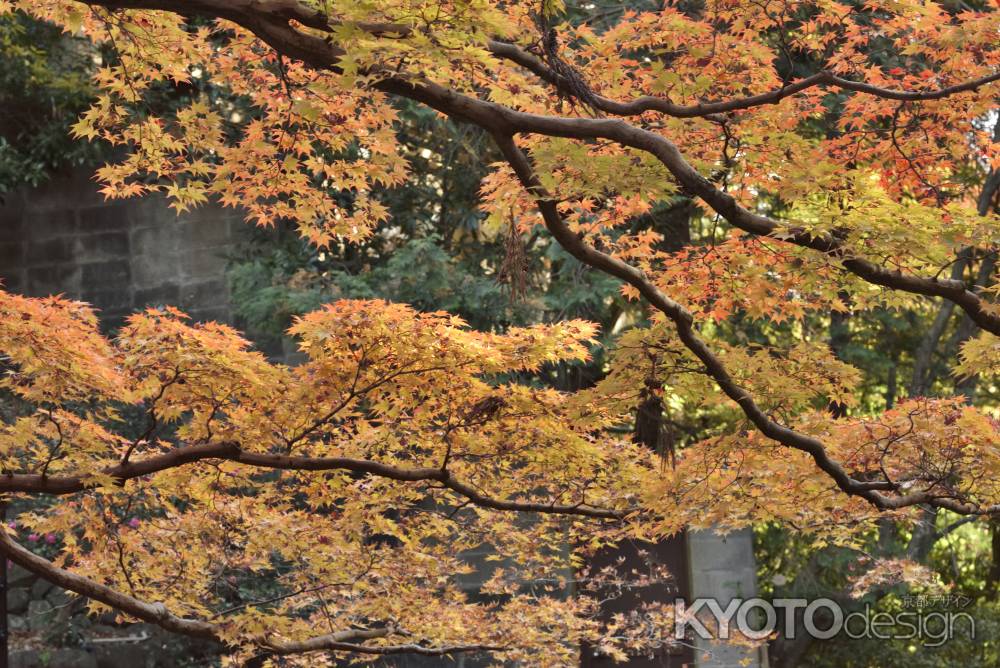 北野天満宮御土居２０１７（４）