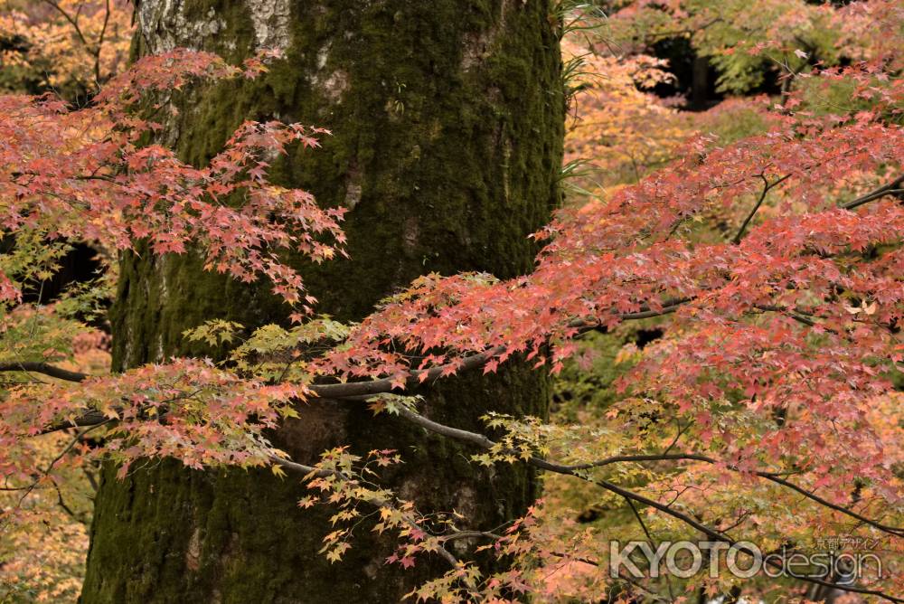 北野天満宮御土居２０１７（１１）