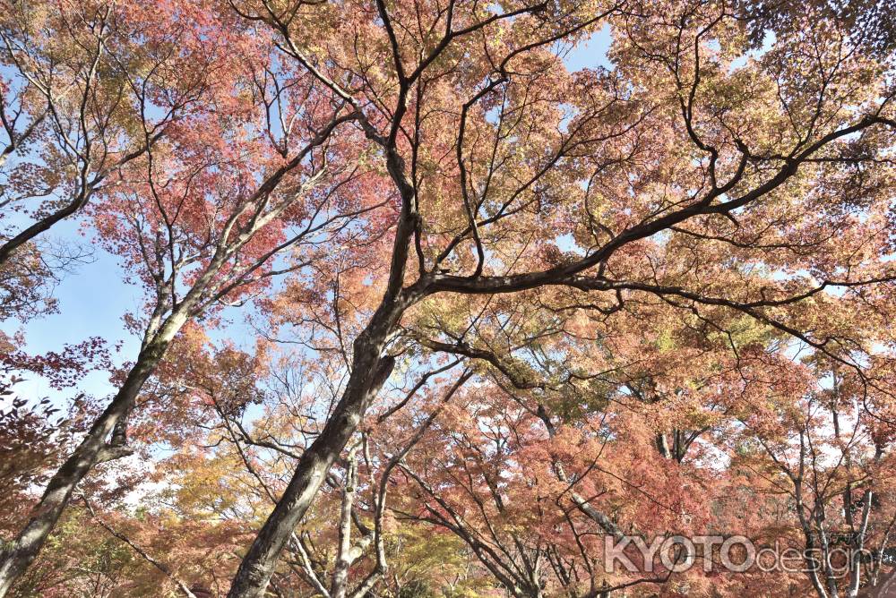 宝筐院２０１７（４）