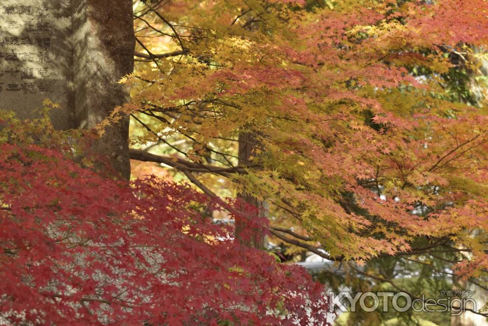 南禅寺・紅葉２０１７（１０）