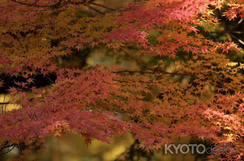 南禅寺・紅葉２０１７（１４）