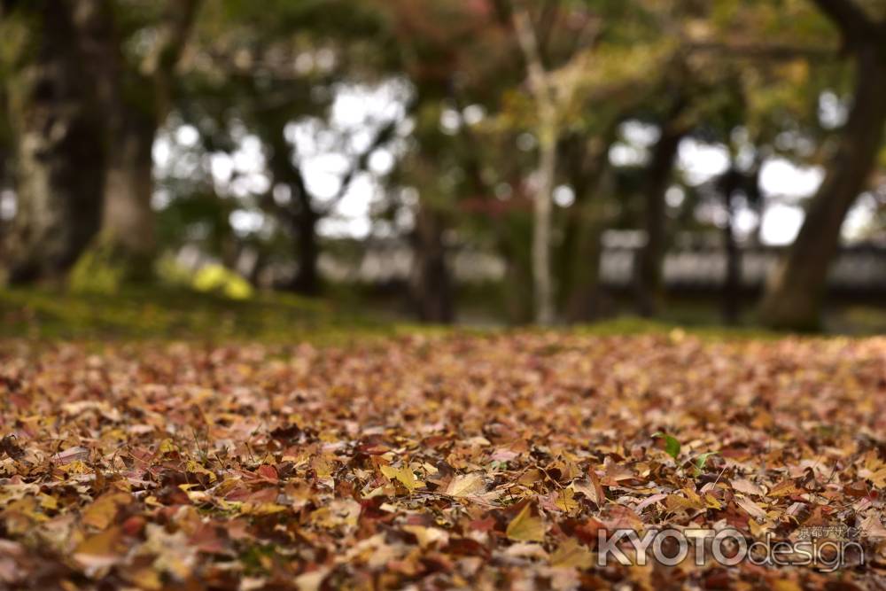 東福寺・紅葉２０１７（１）