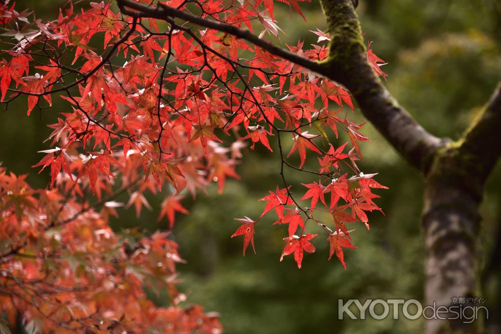 東福寺・紅葉２０１７（３）