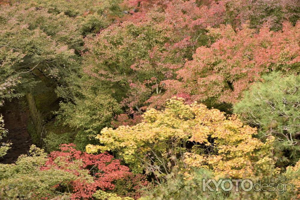 東福寺・紅葉２０１７（５）