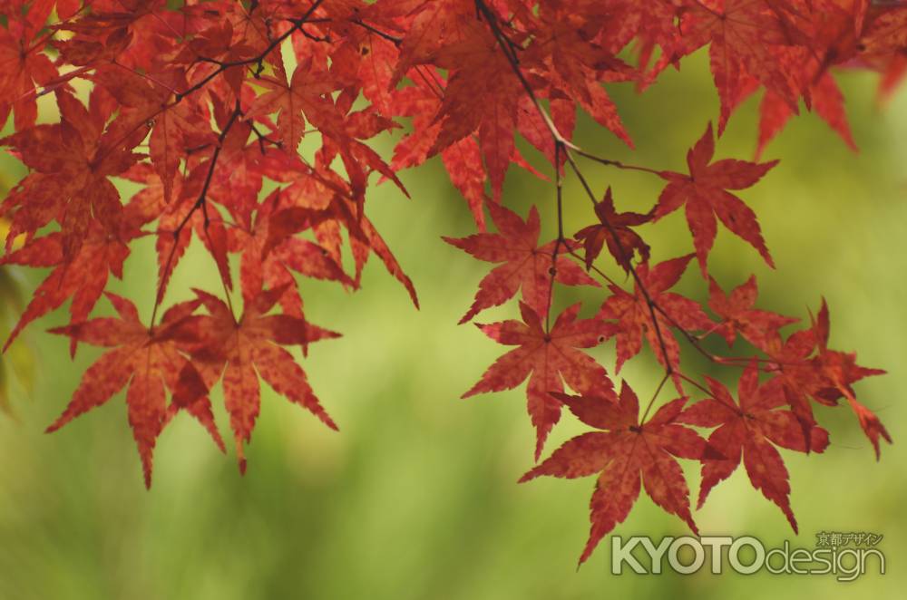 天龍寺・紅葉２０１７（７）