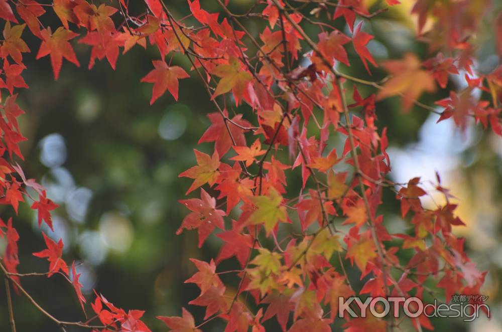 天龍寺・紅葉２０１７（８）