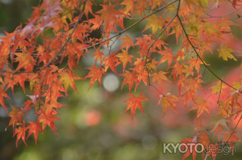 直指庵・紅葉２０１７（２）