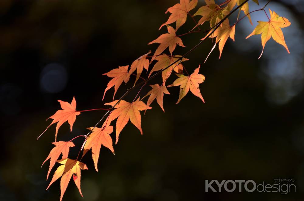 直指庵・紅葉２０１７（３）