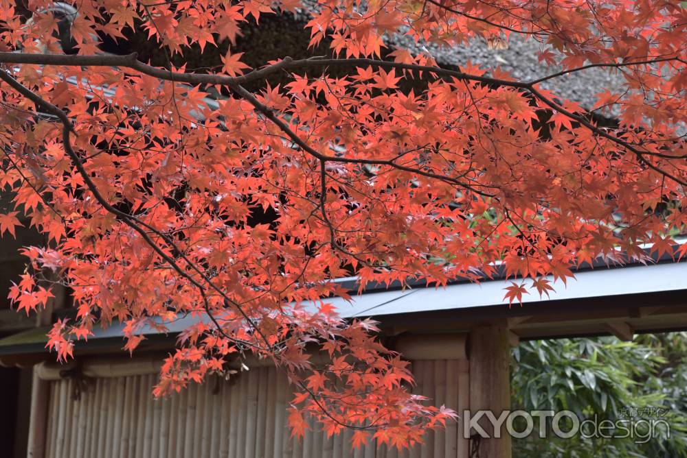 直指庵・紅葉２０１７（６）