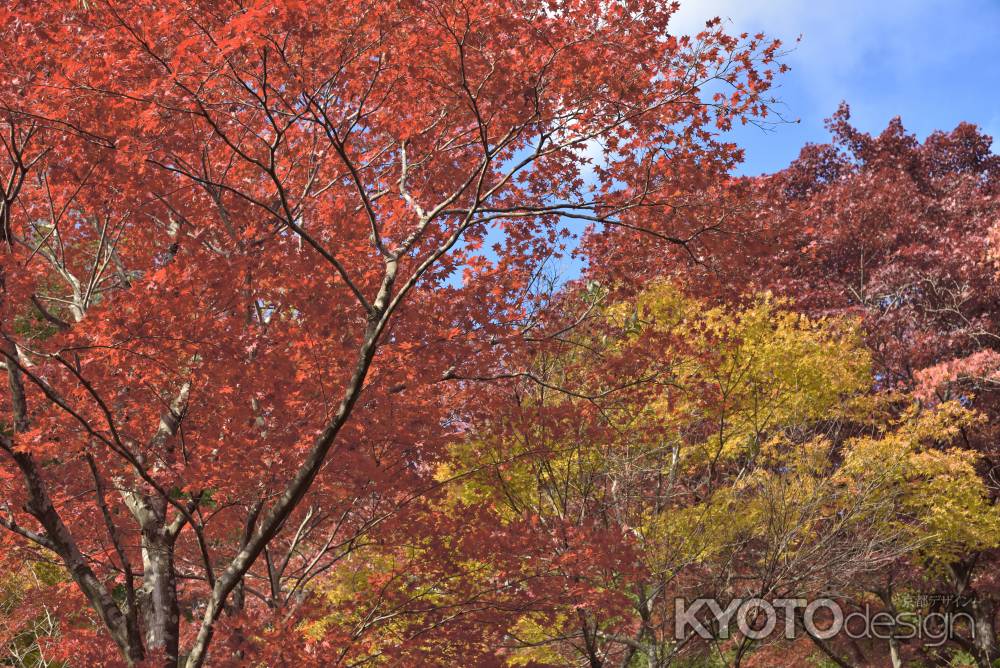 直指庵・紅葉２０１７（7）