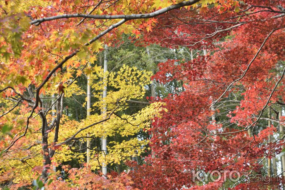 直指庵・紅葉２０１７（９）