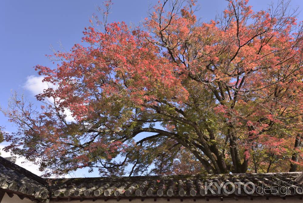 醍醐寺・紅葉２０１７（６）