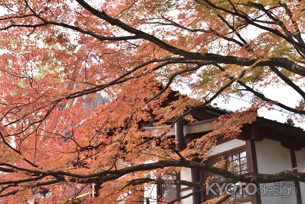 大覚寺・紅葉２０１７（２）