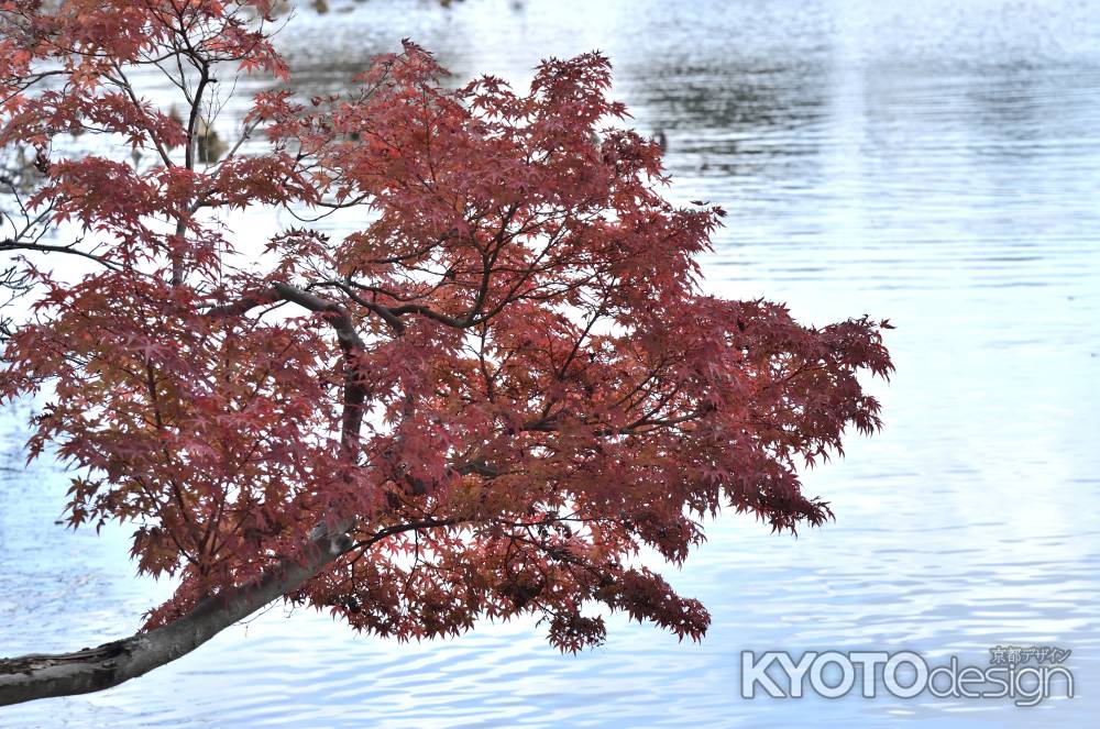 大覚寺・紅葉２０１７（８）