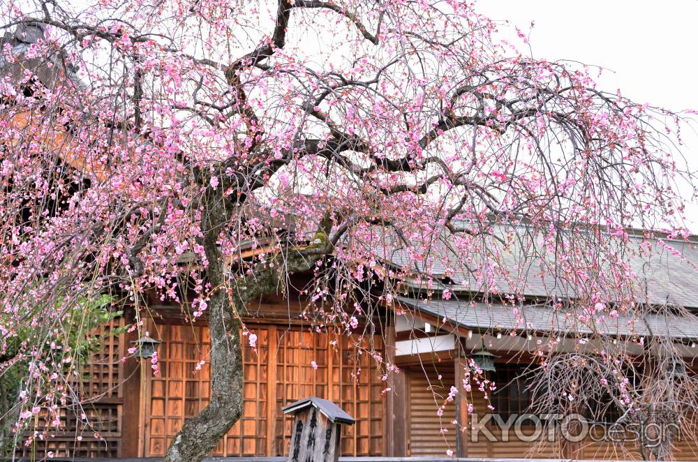 車折神社（１）　しだれ梅