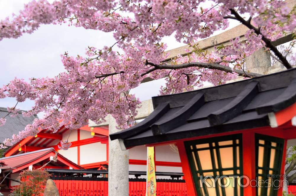 車折神社（５）　河津桜