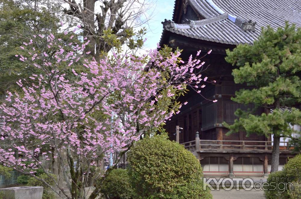 百萬遍知恩寺・フジザクラ（１）