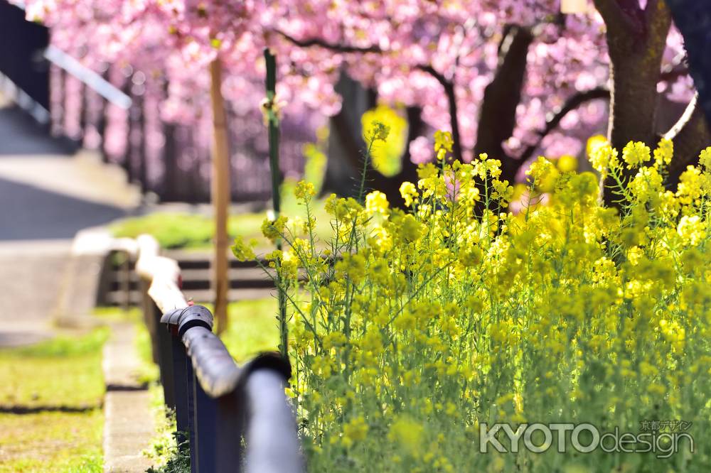 淀水路・河津桜（４）