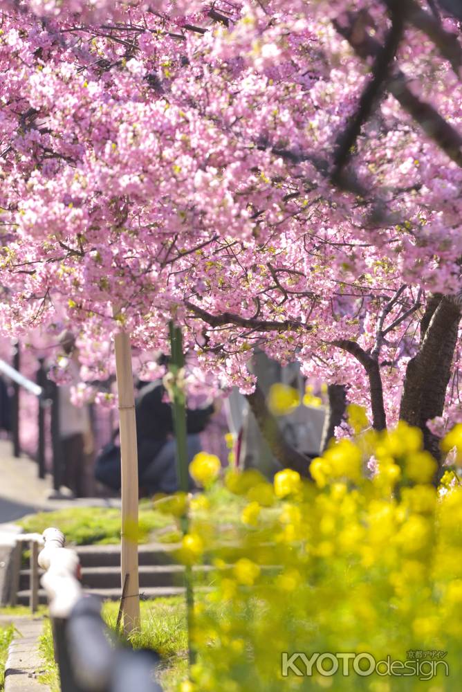 淀水路・河津桜（５）