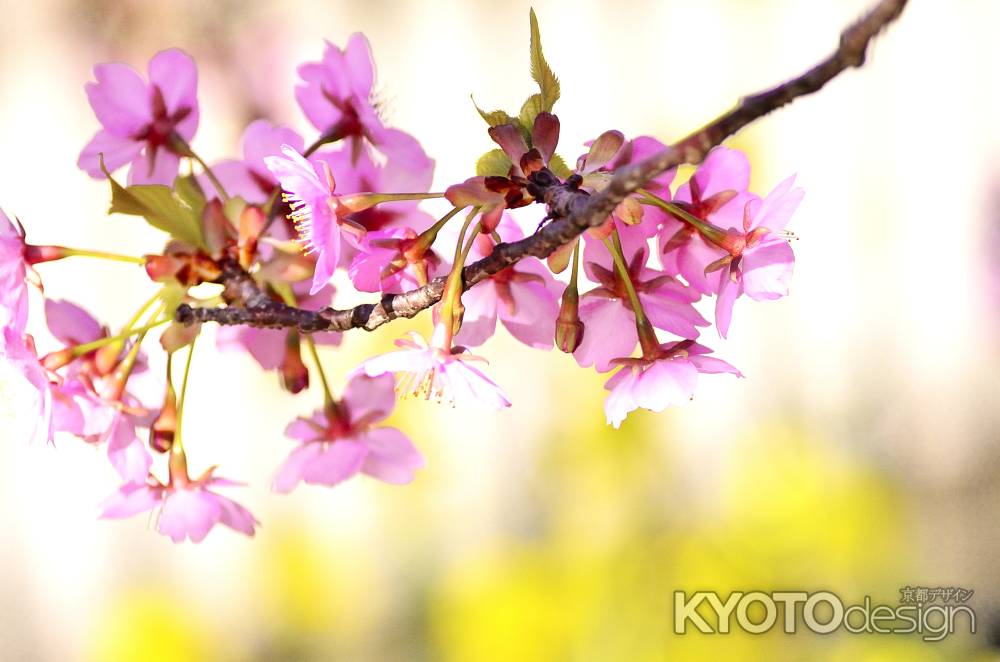 淀水路・河津桜（６）