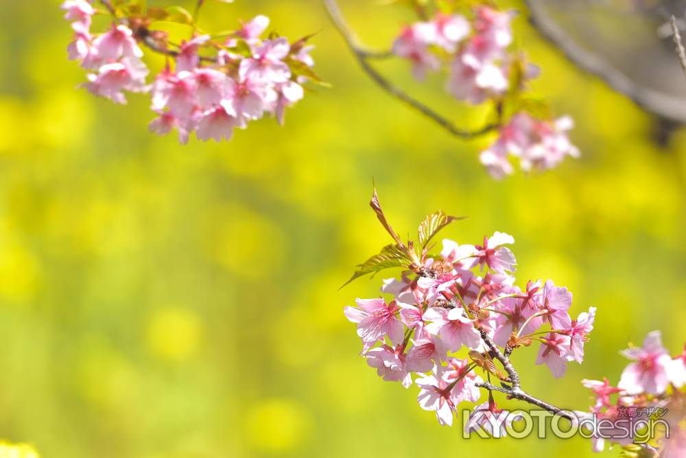 淀水路　河津桜（2022年3月16日）scene４