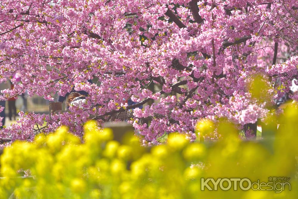 淀水路　河津桜（2022年3月16日）scene５