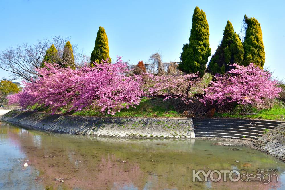 淀水路　河津桜（2022年3月16日）scene６