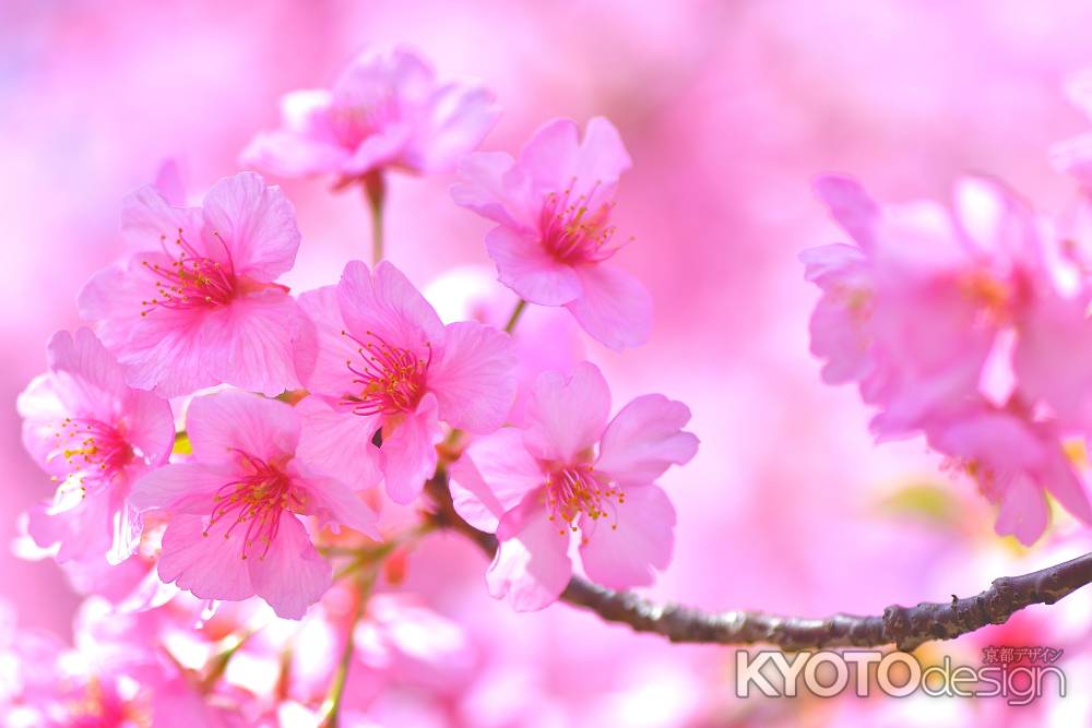 淀水路　河津桜（2022年3月16日）scene10