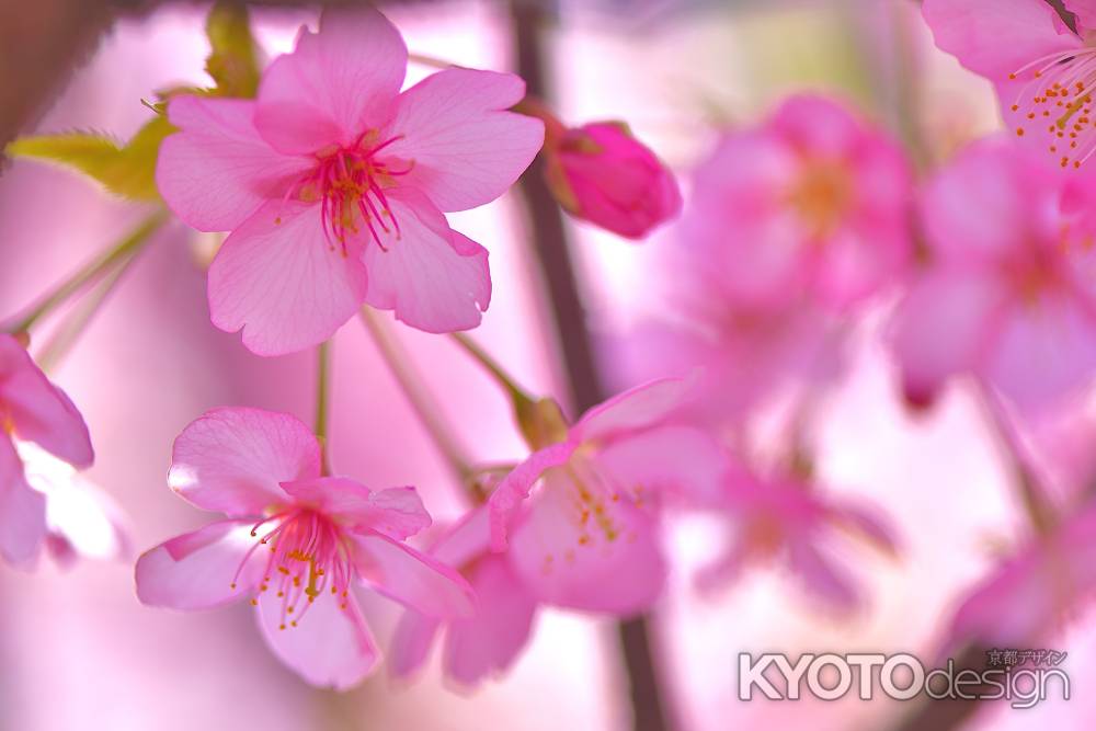 淀水路　河津桜（2022年3月16日）scene11