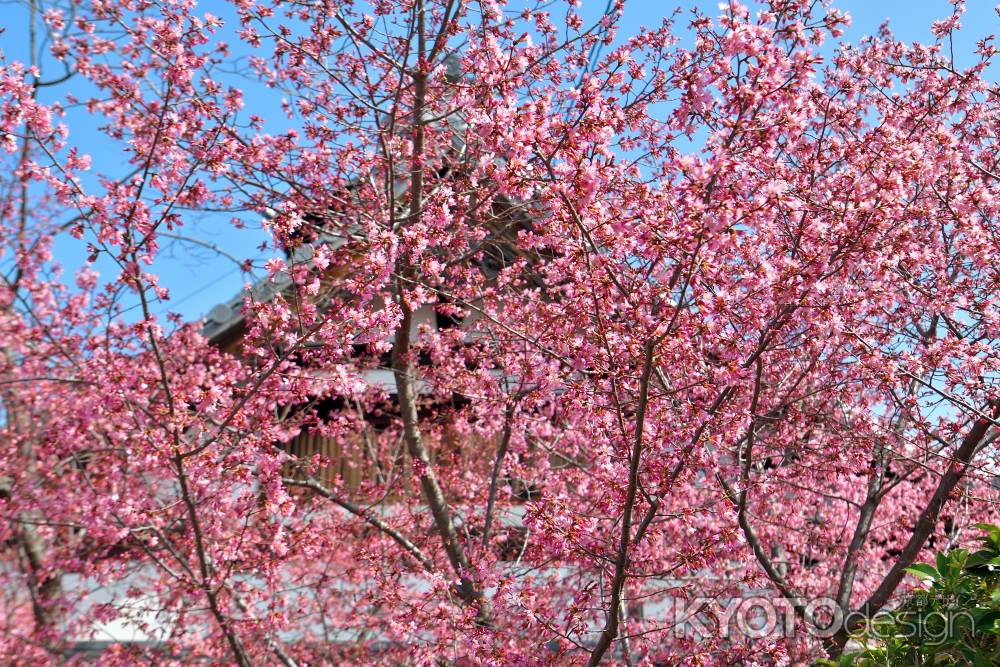 長徳寺　（2022年3月15日）scene2