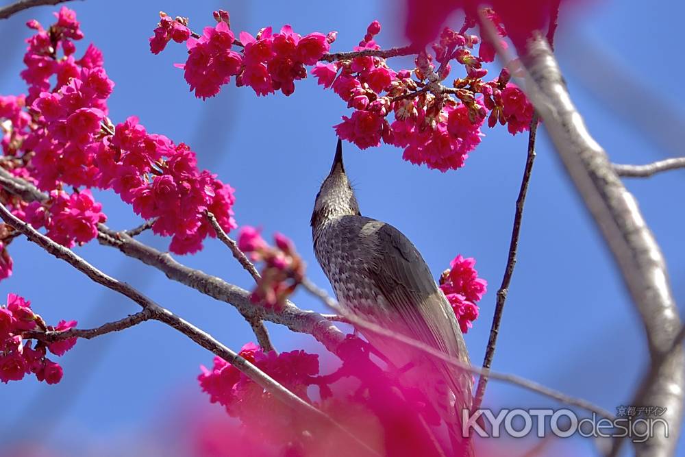 長徳寺　（2022年3月15日）scene11