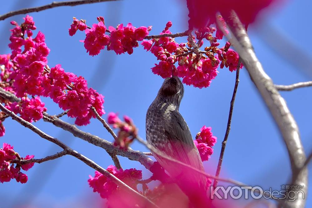 長徳寺　（2022年3月15日）scene12