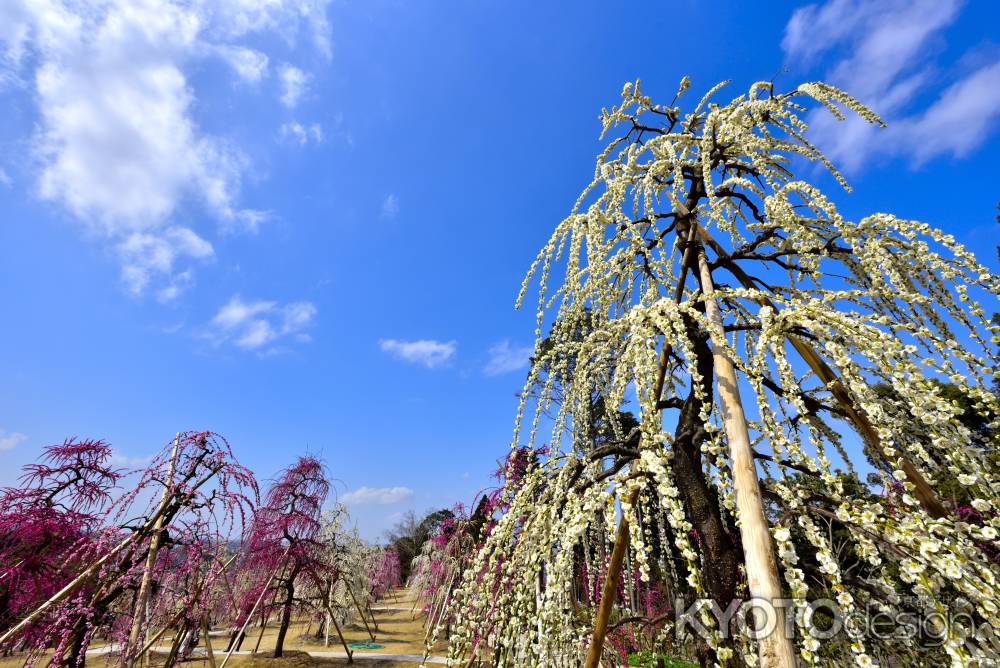 三室戸寺　枝垂れ梅園（2022年3月15日）scene1