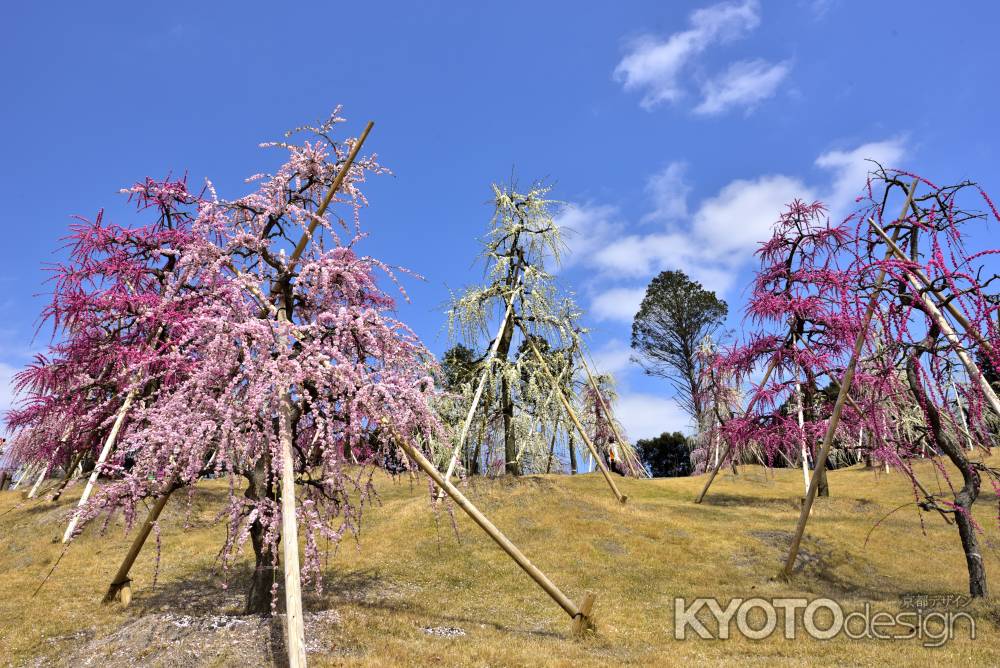 三室戸寺　枝垂れ梅園（2022年3月15日）scene4