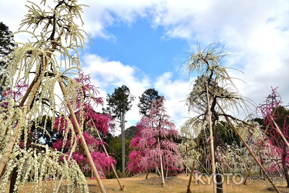 三室戸寺　枝垂れ梅園（2022年3月15日）scene7