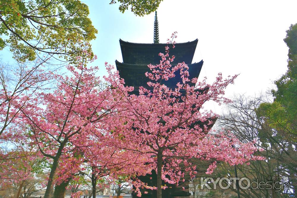 東寺　（2022年3月21日）scene2