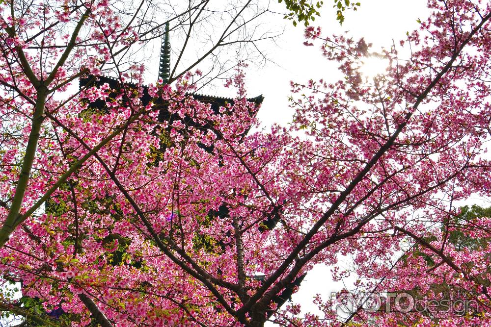 東寺　（2022年3月21日）scene4