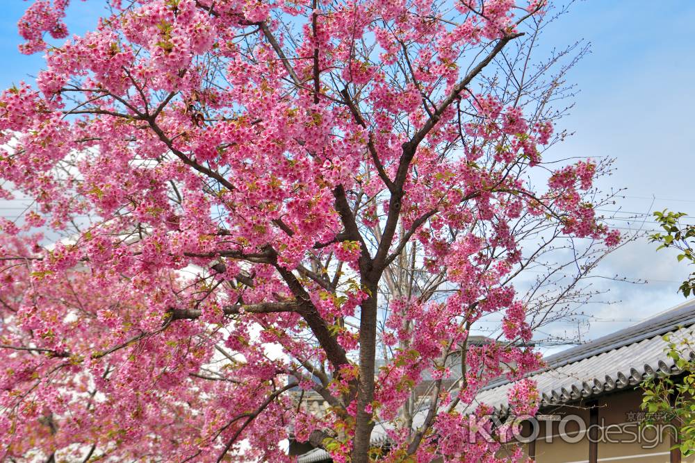 東寺　（2022年3月21日）scene5