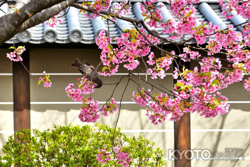 東寺　（2022年3月21日）scene8