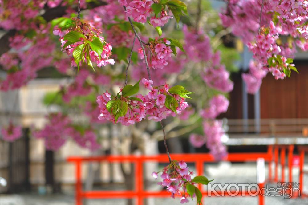 東寺　（2022年3月21日）scene10