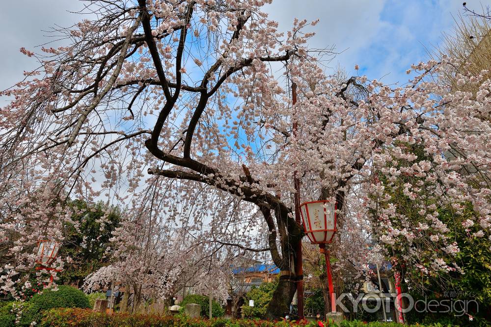 長建寺　（2022年3月24日）scene１