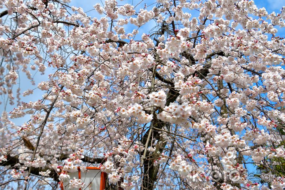 長建寺　（2022年3月24日）scene2