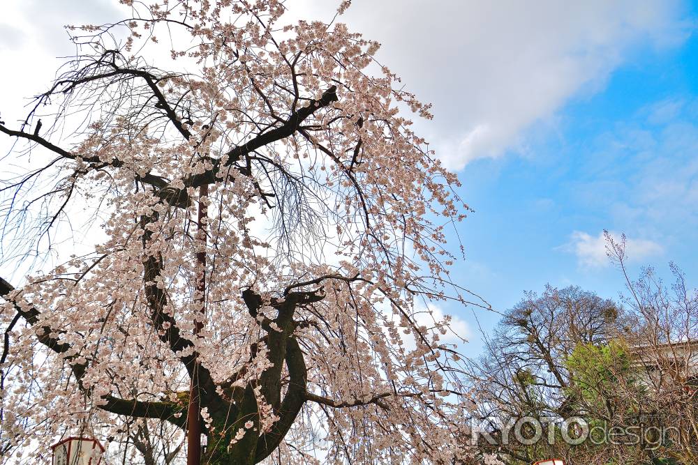 長建寺　（2022年3月24日）scene6