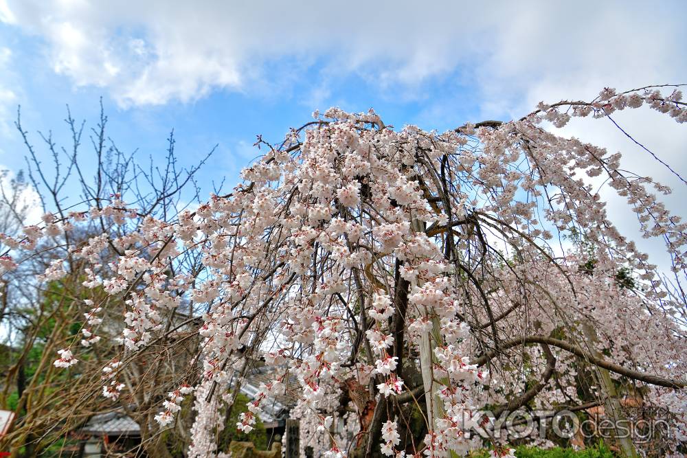 長建寺　（2022年3月24日）scene7