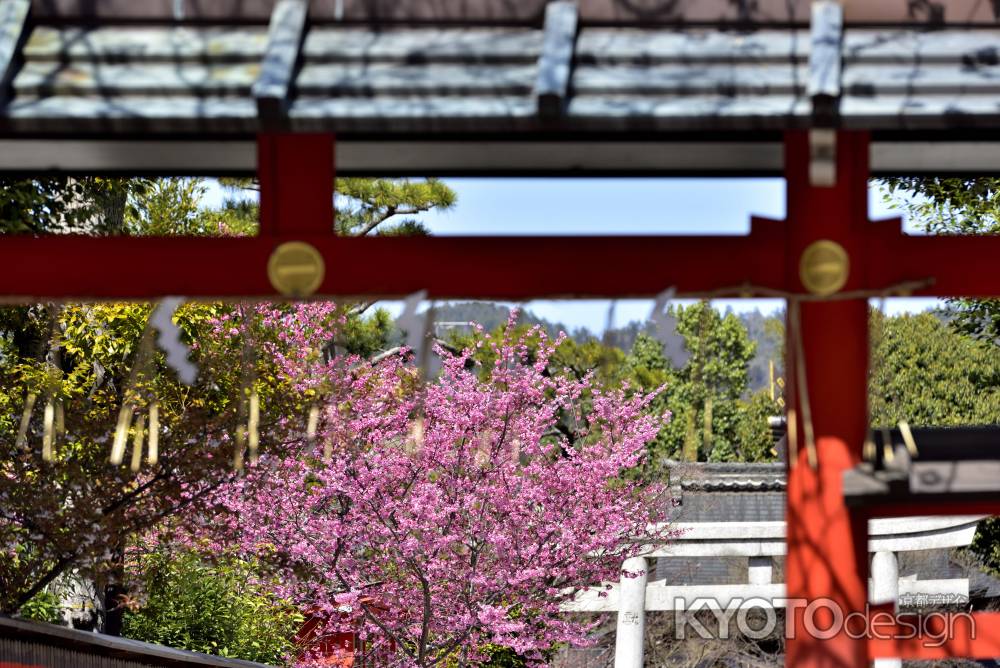 車折神社　（2022年3月27日） scene３